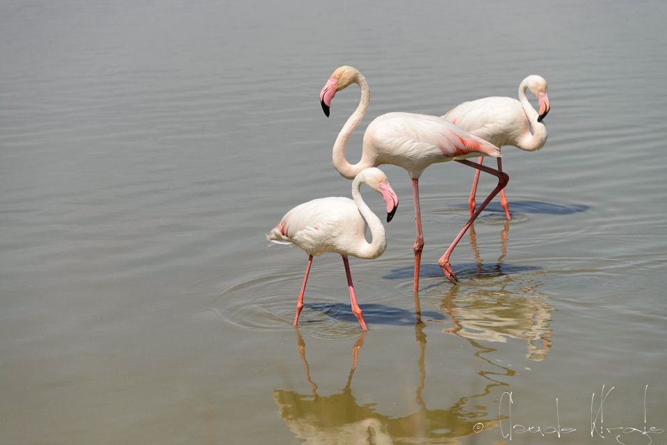 Flamand Rose (Phoenicopterus ruber)