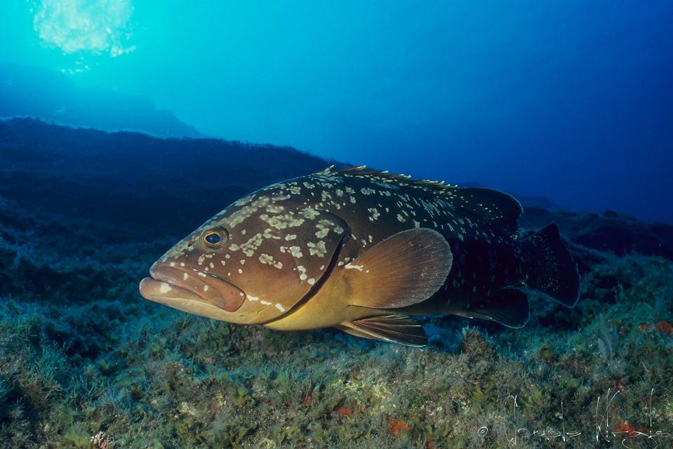 Mérou brun (Epinephelus marginatus)
