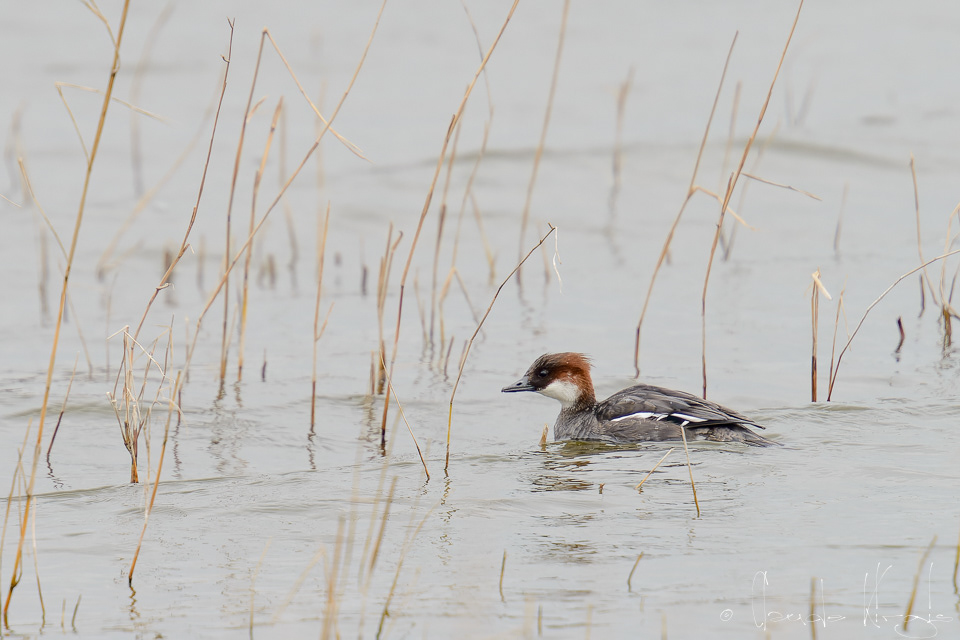 Harle piette-femelle (Mergellus albellus)