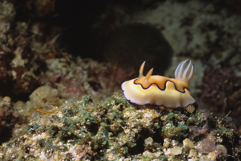Doris de Co (Chromodoris coi)