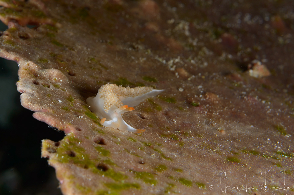 Moridilla de Brock (Moridilla brockii)