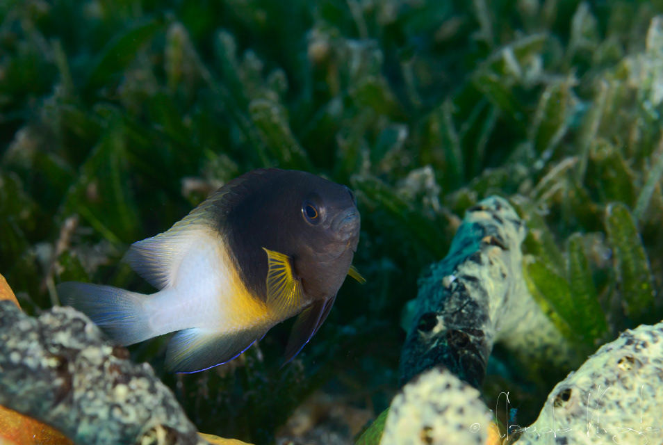 Demoiselle bicolore (Stegastes partitus)