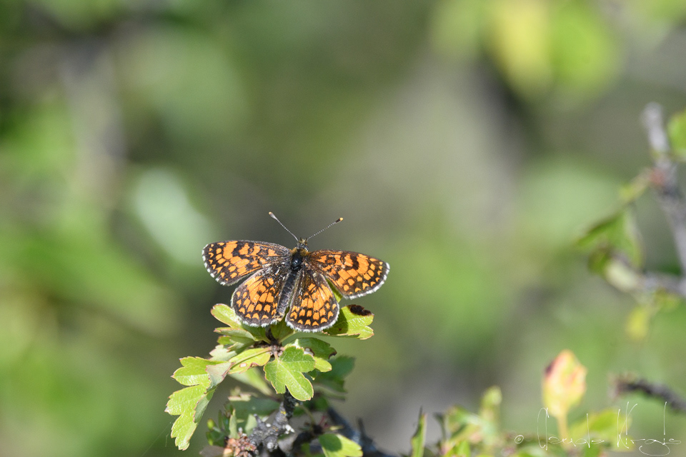 Le Mélitée du Mélampyre (Mellicta athalia)
