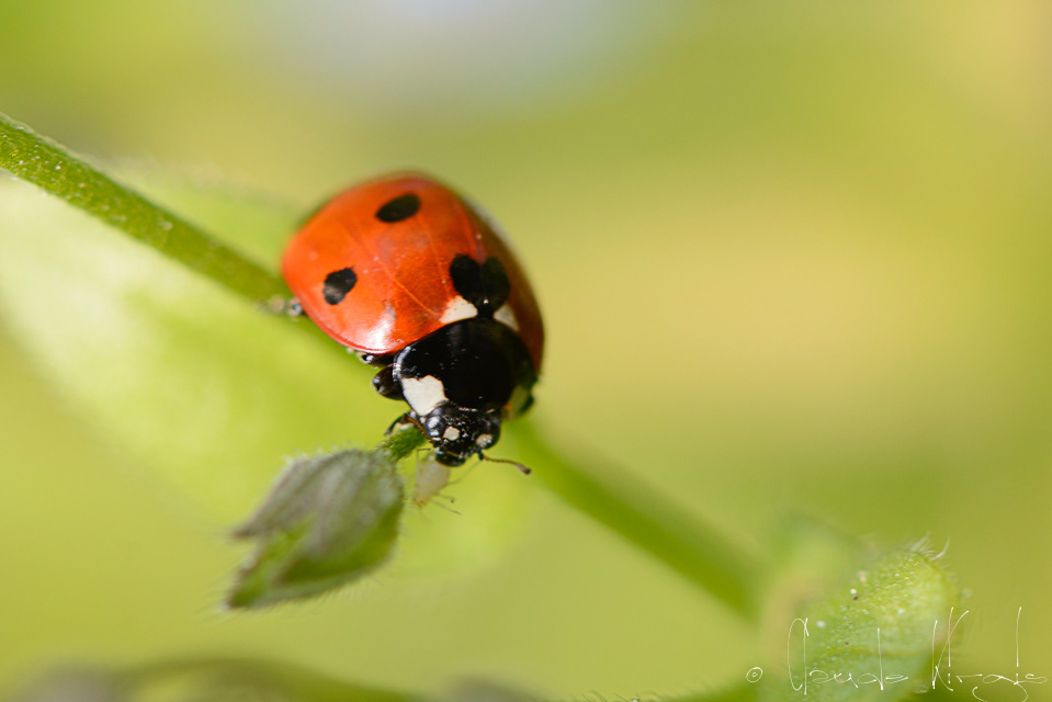 Coccinelle à 7 points (Coccinella septempunctata)