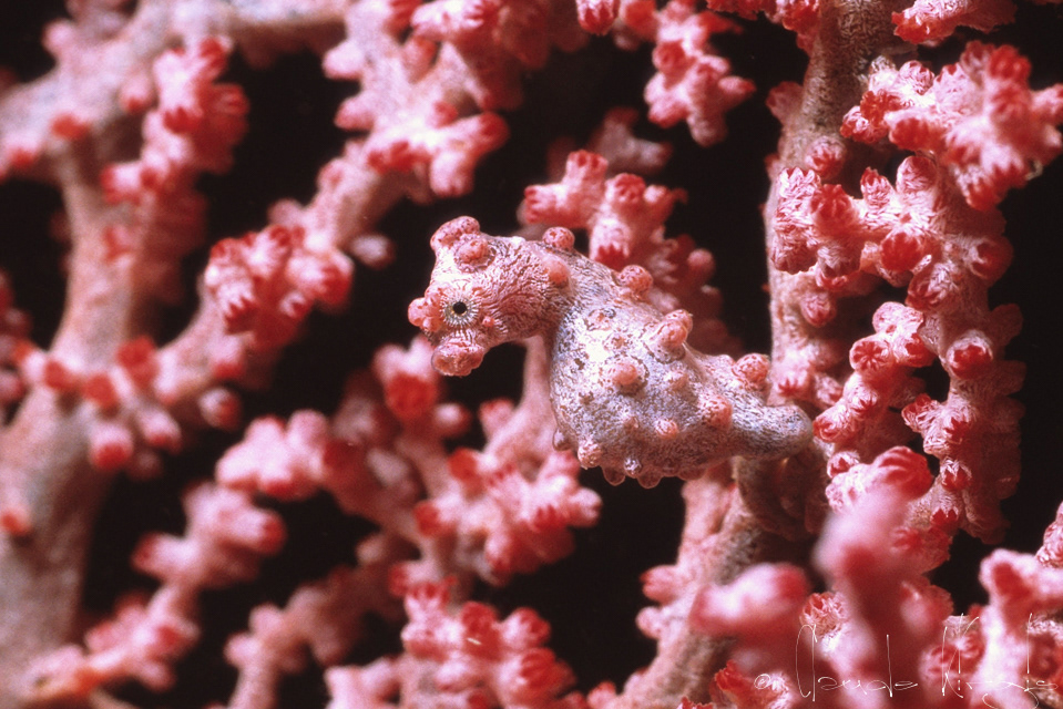 Hippocampe Pygmée (Hippocampus bargibanti)