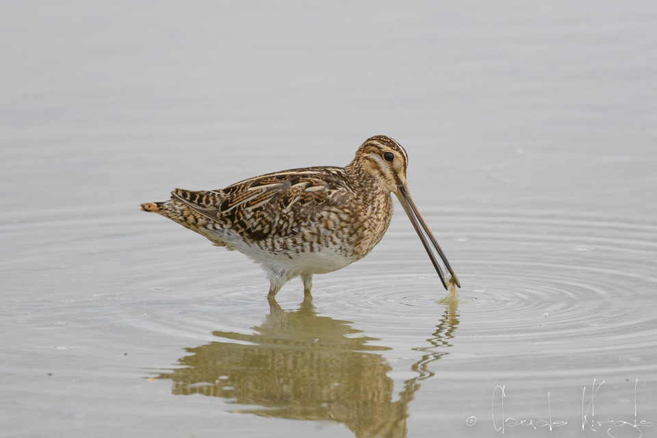 Bécassine des marais (Gallinago gallinago)
