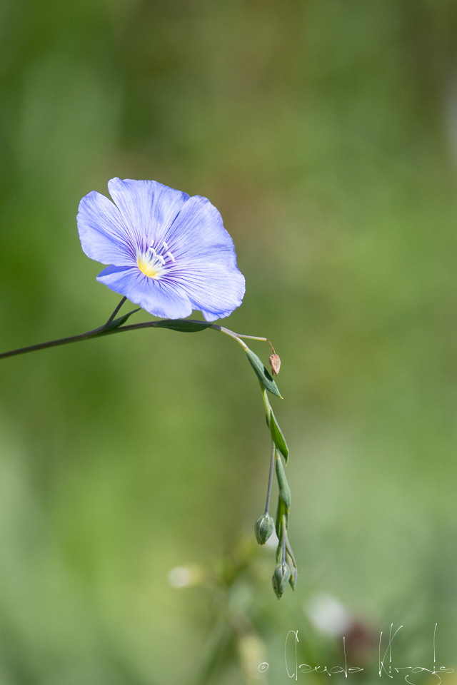 Lin de lewis (Linum lewisii)