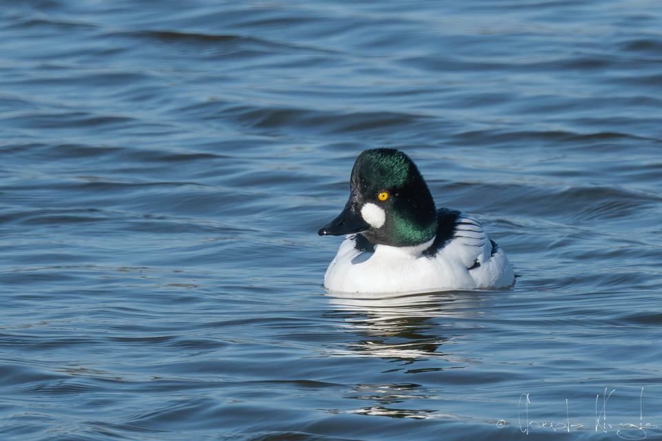 Garrot à oeil d'or-mâle (Bucephala clangula)