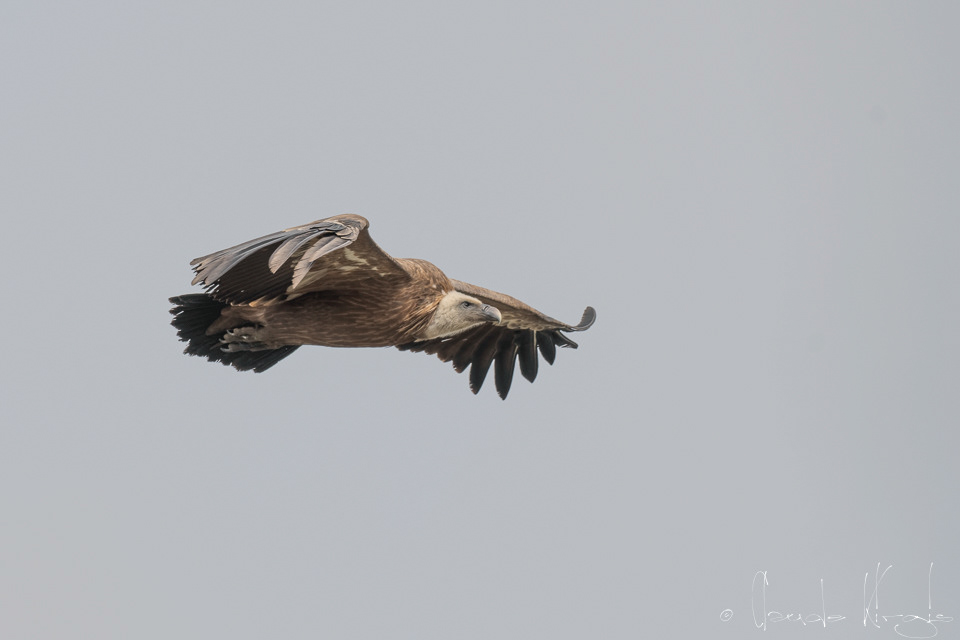Vautour Fauve (Gyps fulvus)