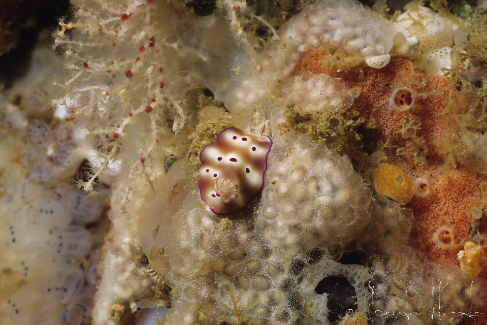 Risbecia de Tryon (Risbecia tryoni)