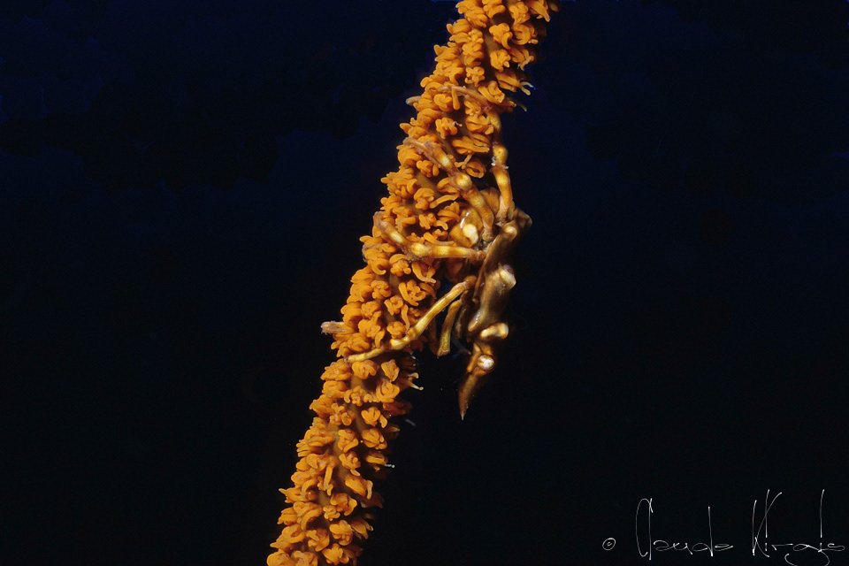 Araignée tuberculée (Xenocarcinus tuberculatus)
