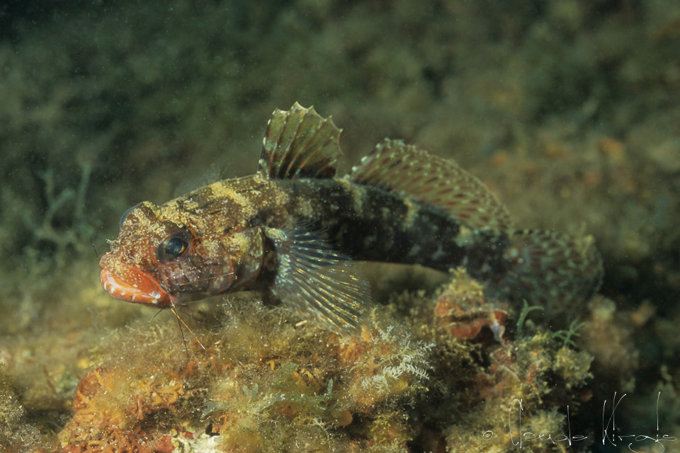 Le gobie à bouche rouge (Gobius cruentatus)