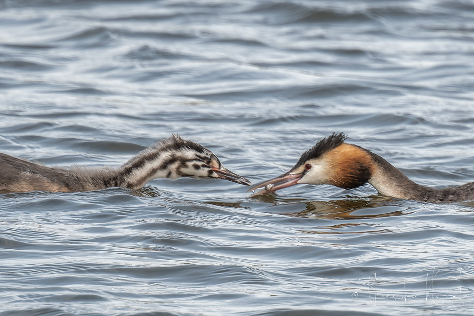 Grèbe huppé&jeune (Podiceps cristatus)