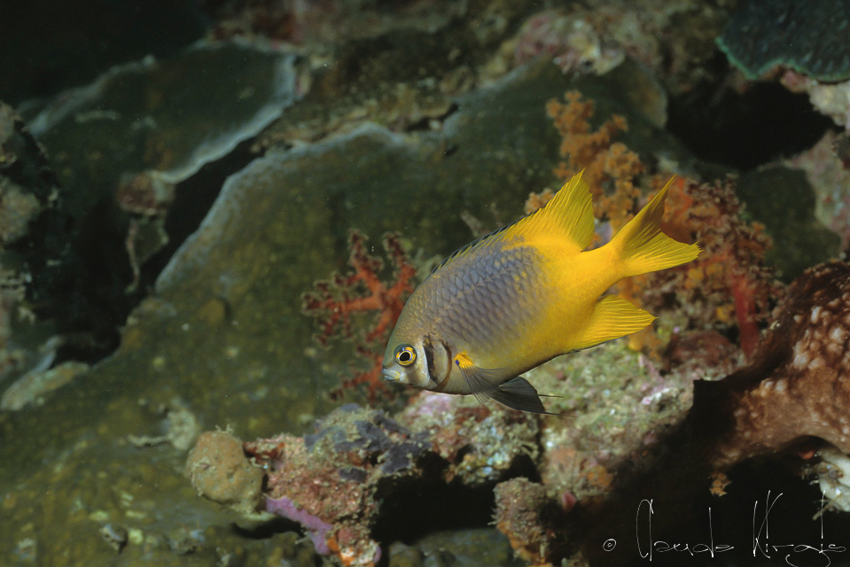 Demoiselle à queue jaune (Neoglyphidodon nogroris)