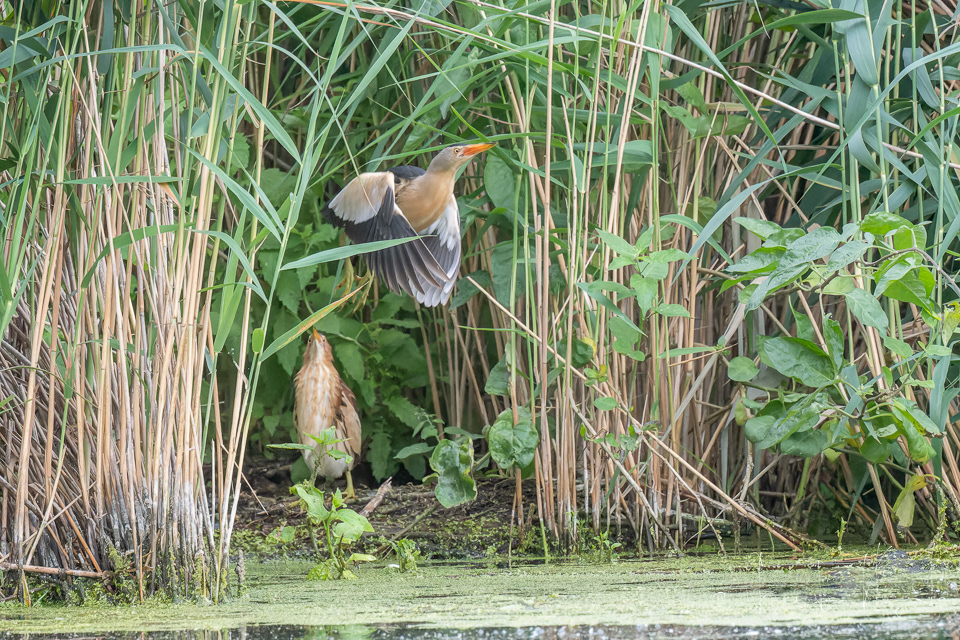Blongios nain-Couple (Ixobrychus minutus)