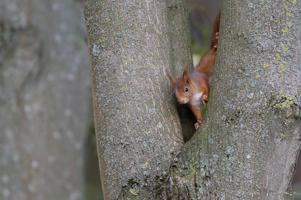 Ecureuil roux (Sciurus vulgaris)