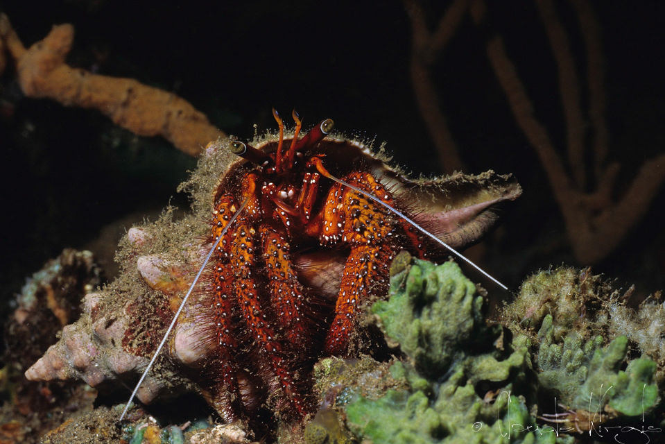 Bernard l'ermite rouge (Dardanus megistos)