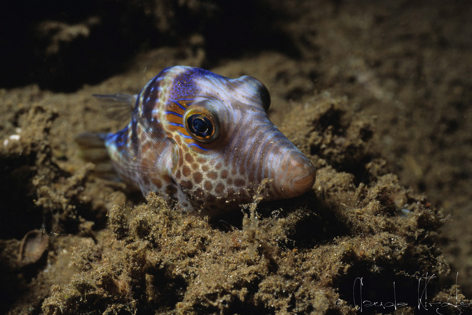 Canthigaster à selles noires (Canthigaster valentini)