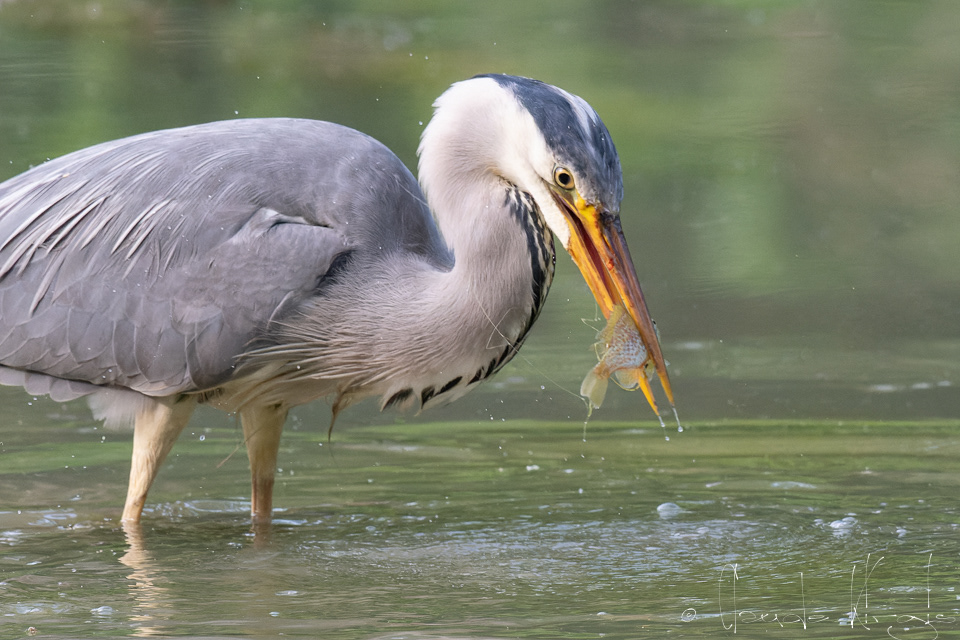 Héron cendré (Ardea cinerea)
