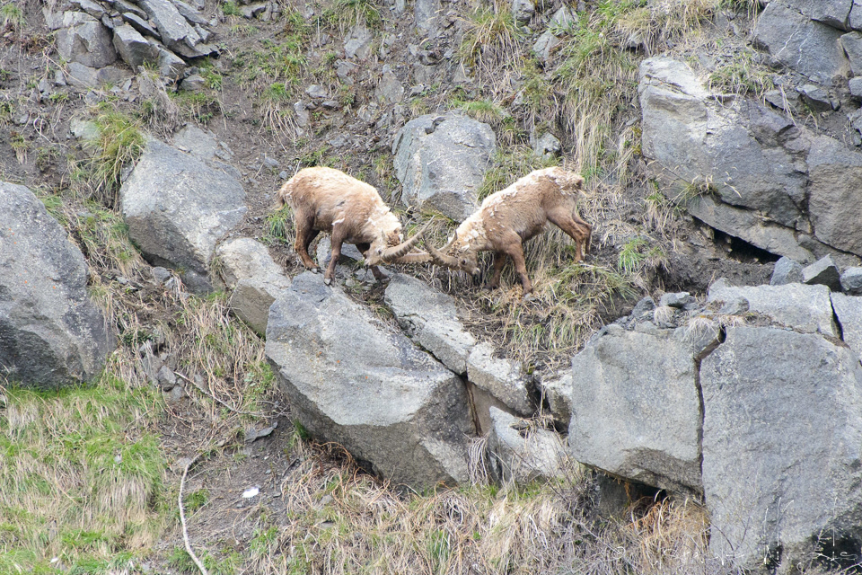 Bouquetin des Alpes (Capra ibex)