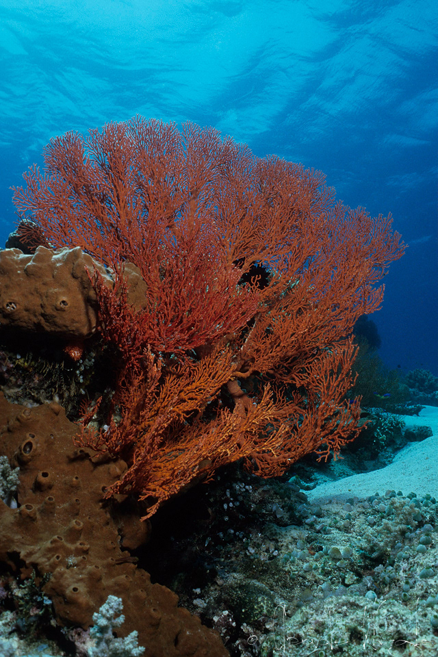 Gorgone à noeuds (Melithaea spp.)