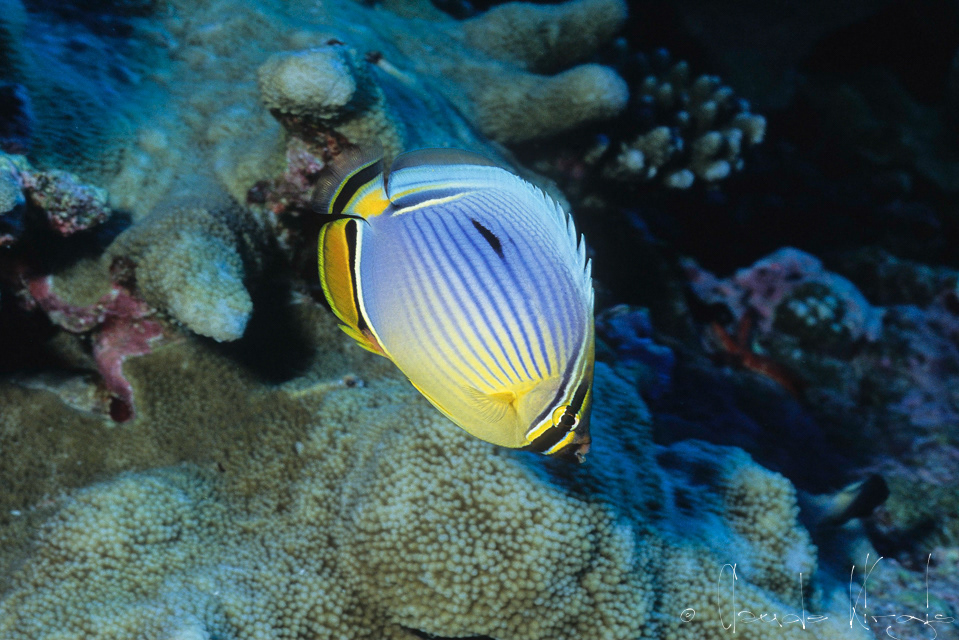 Poisson-Papillon cotelé indien (Chaetodon trifasciatus)