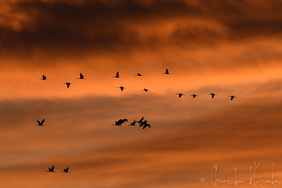 Grue cendrée (Grus grus)