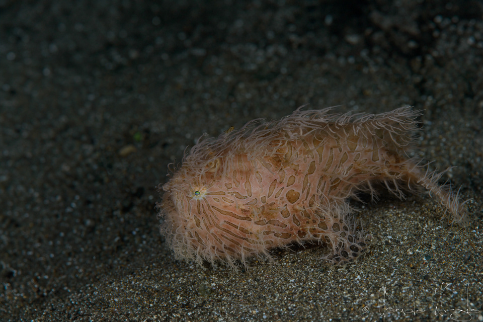 Antennere strié (Antennarius striatus)