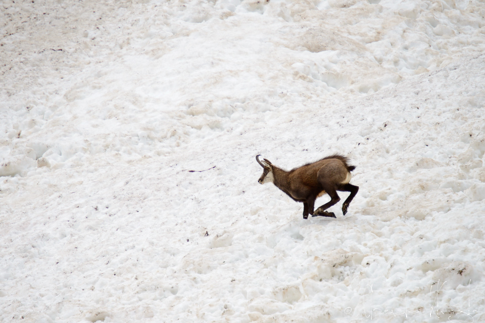 Chamois (Rupicapra rupicapra)