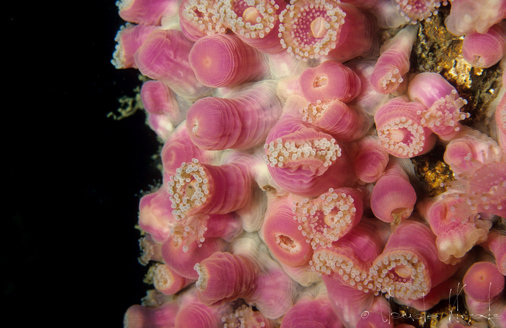 Anémone bijou (Corynactis viridis)