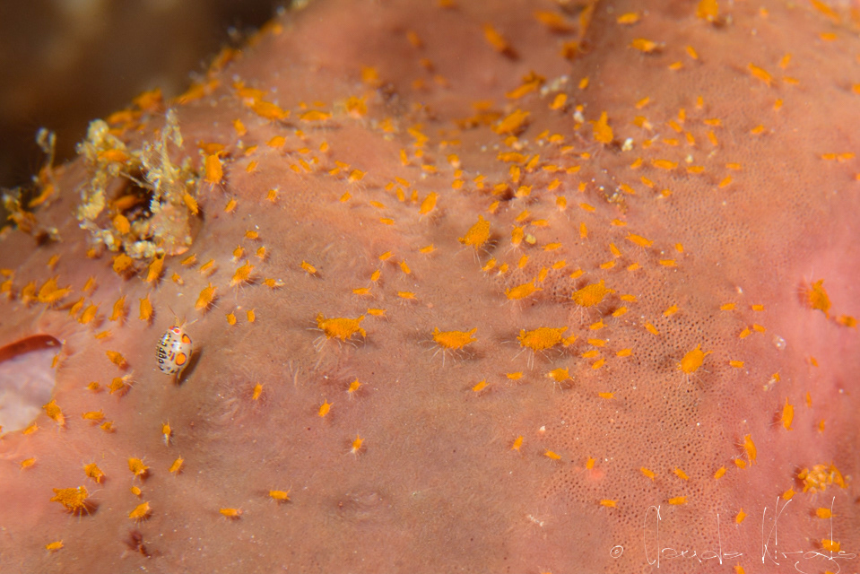 Puce de mer et isopodes des éponges (Ladybug Amphipods&Santia sp)