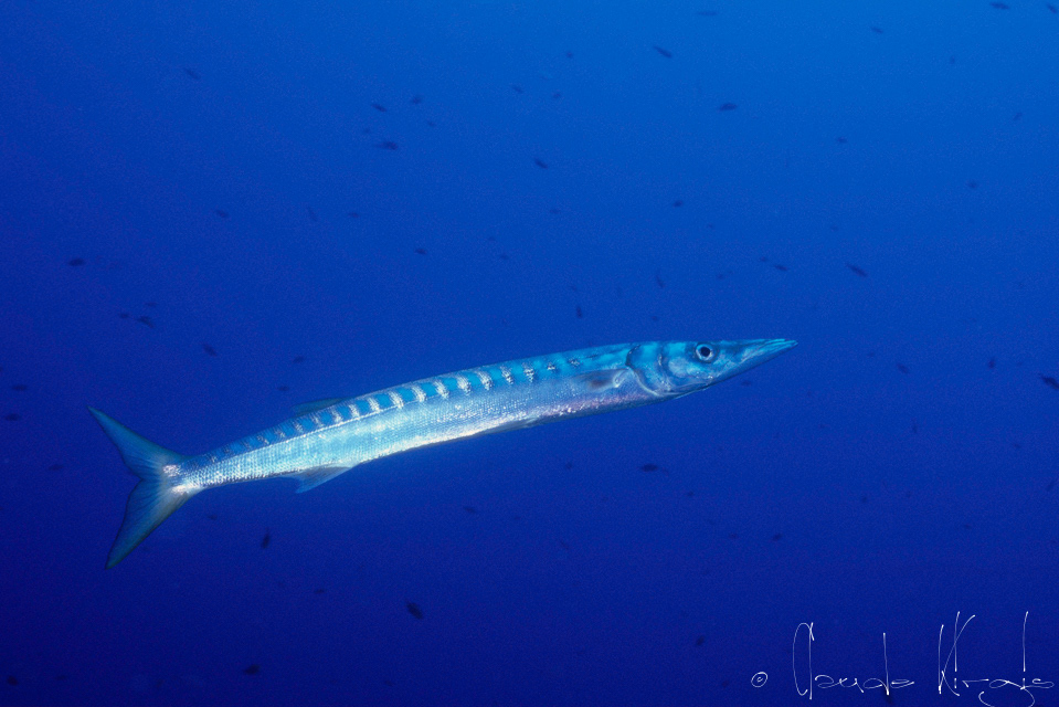 La bécune bouche jaune (Sphyraena viridensis)