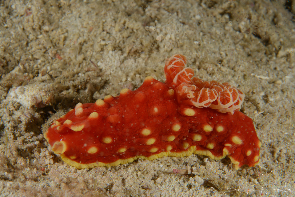 Doris fraise (Gymnodoris aurita)