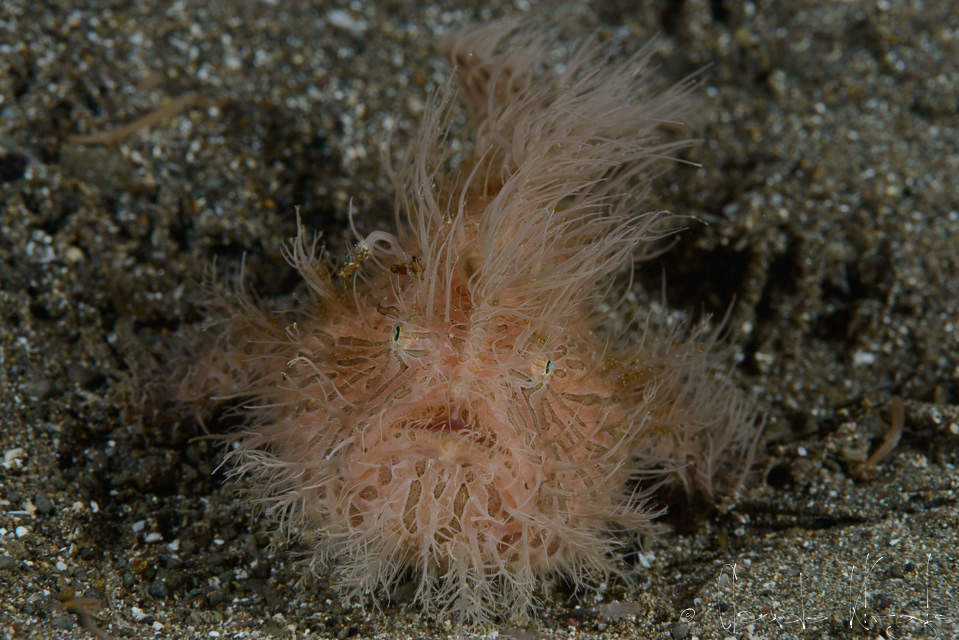 Antennaire strié (Antennarius striatus)