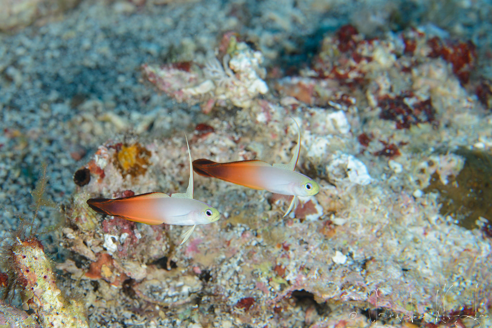 Poisson fléchette de feu (Nemateleotris magnifica)