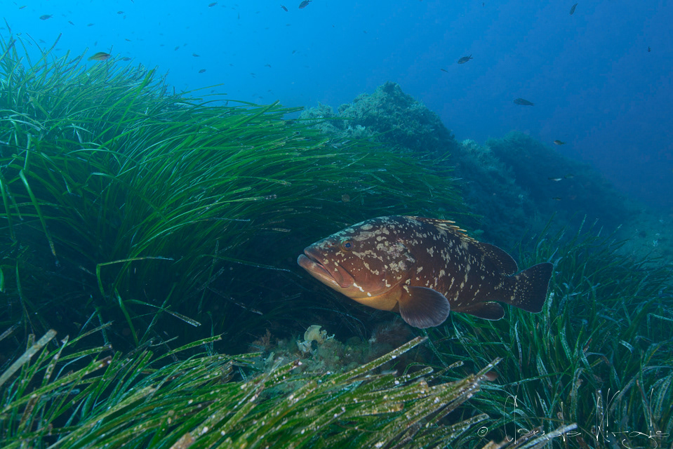 Mérou noir (Epinephelus marginatus)