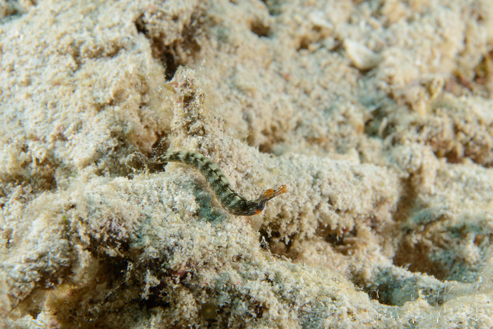 Thuridile  gracile (Thuridilla gracilis)