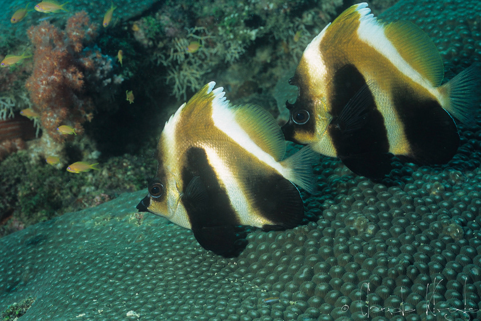 Poisson-Cocher fantôme (Hemiochus pleurotaenia)