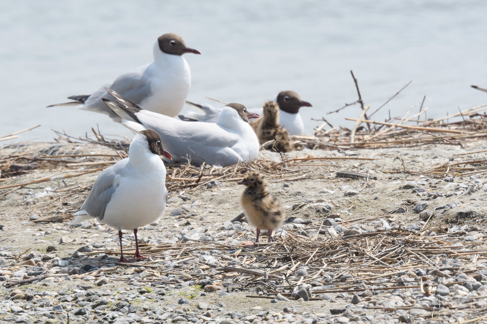 Mouette rieuse&Poussin (Chroicocephalus ridibundus)