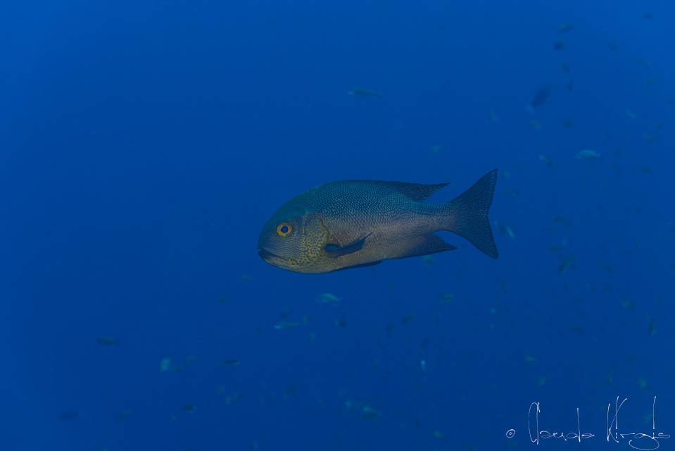 Vivaneau minuit (Macolor macularis)