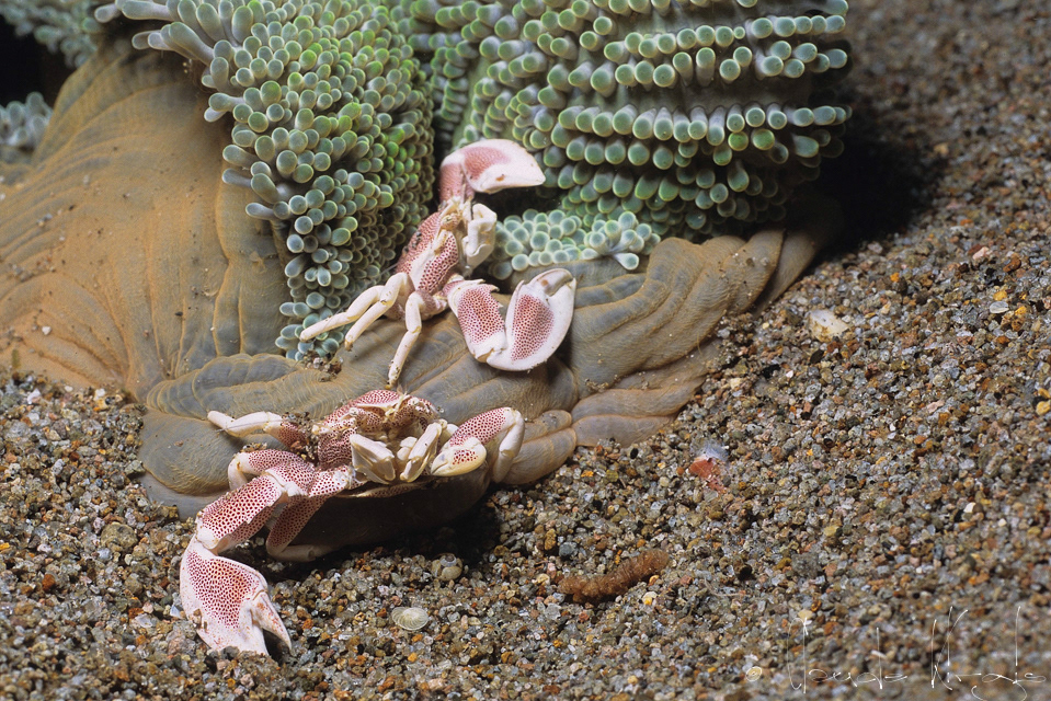 Crabe porcelaine des anémones (Neopetrolisthes maculatus)