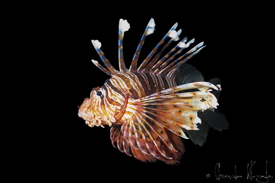 Rascasse volante (Pterois volitans-miles)