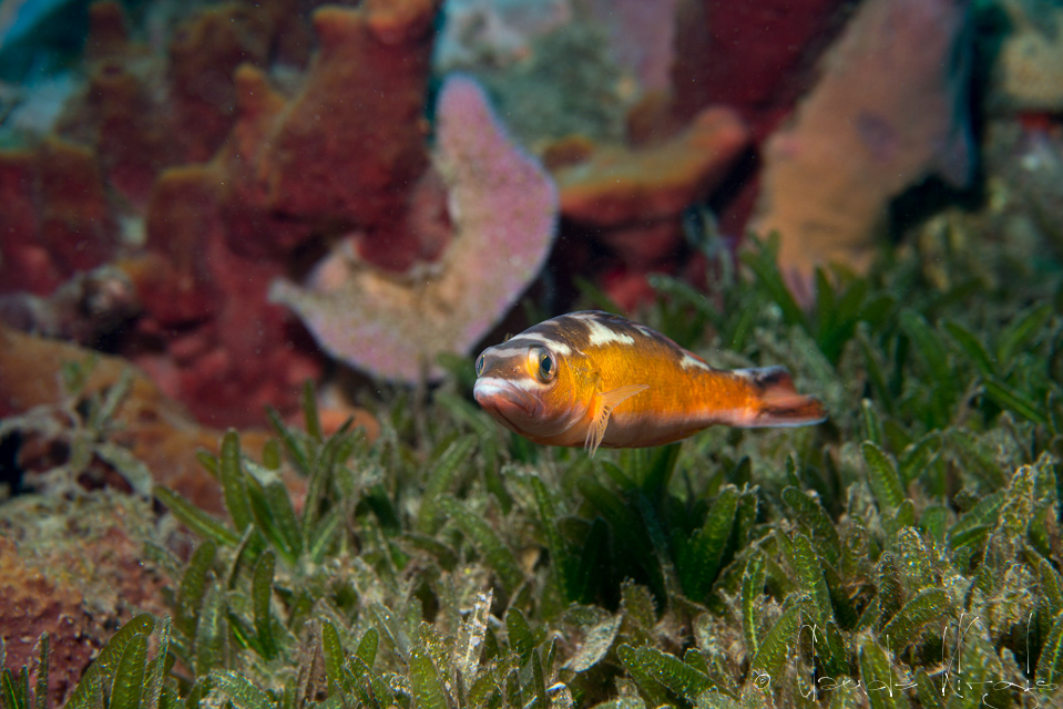 Serran tabac (Serranus tabacarius)