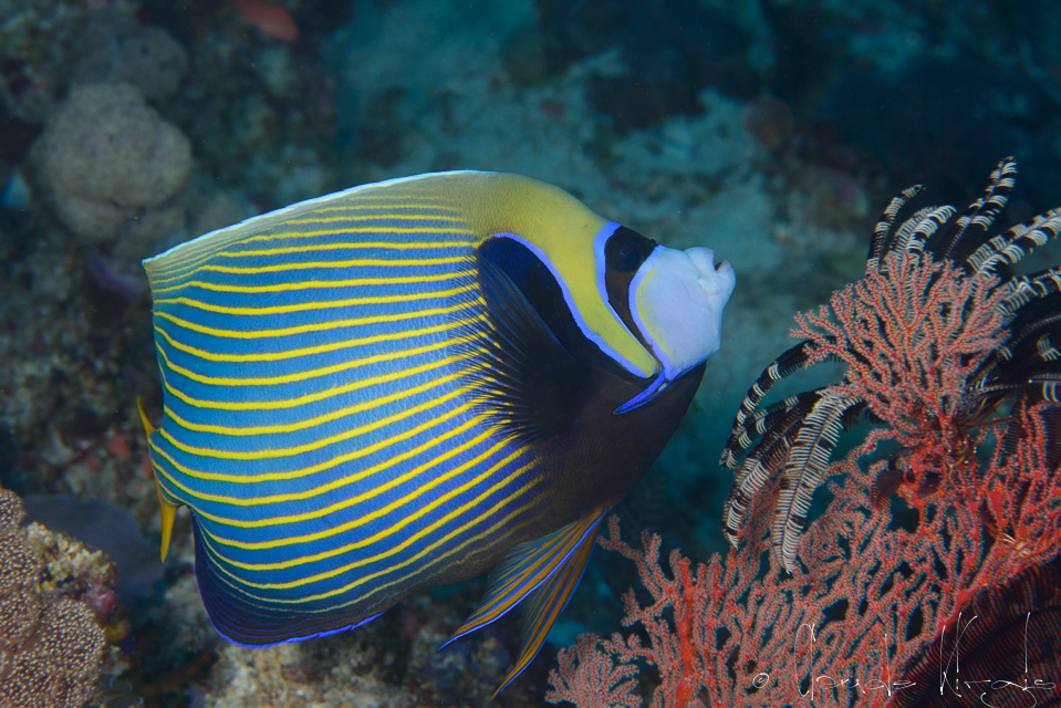Poisson-ange Empereur (Pomacanthus imperator)
