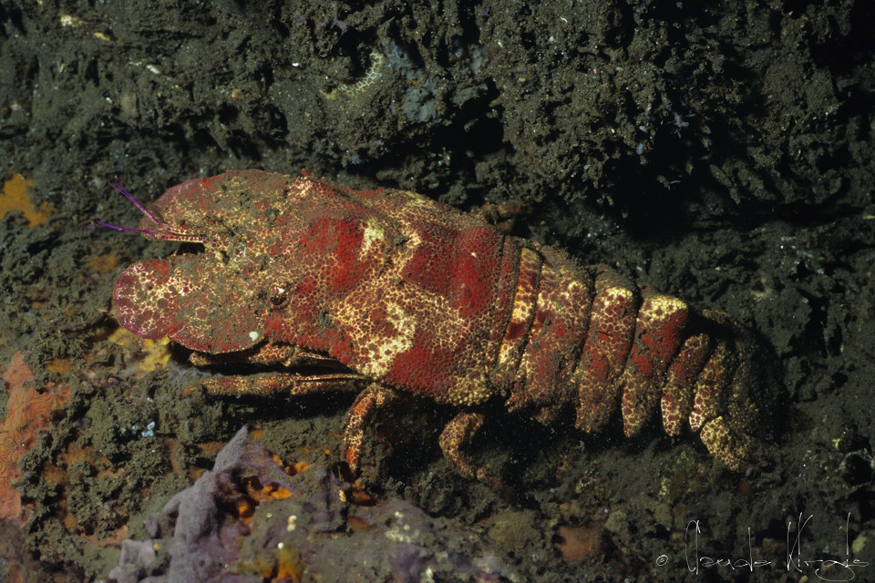 Cigale de mer à dos crénelé (Scyllarides haanii)
