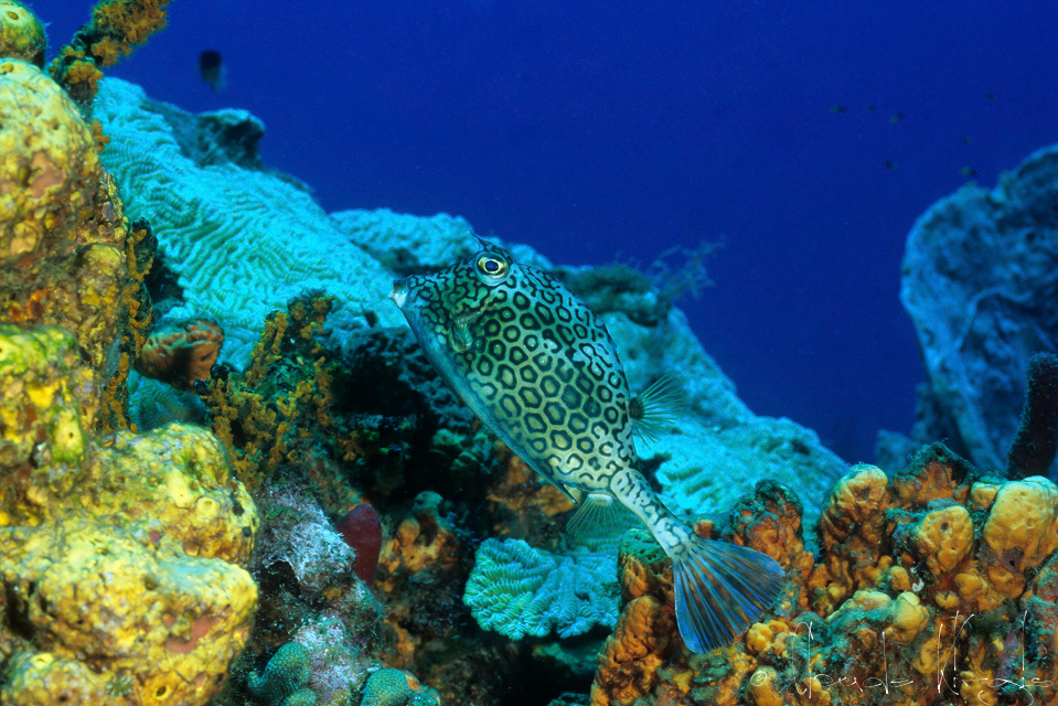 Poisson-coffre nid d'abeille (Lactophrys polygonia)