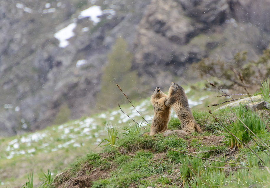 Marmotte des Alpes (Marmota marmota)