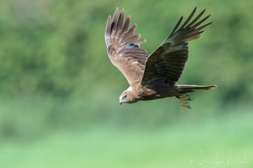 Buzard des roseaux (Circus aeruginosus)