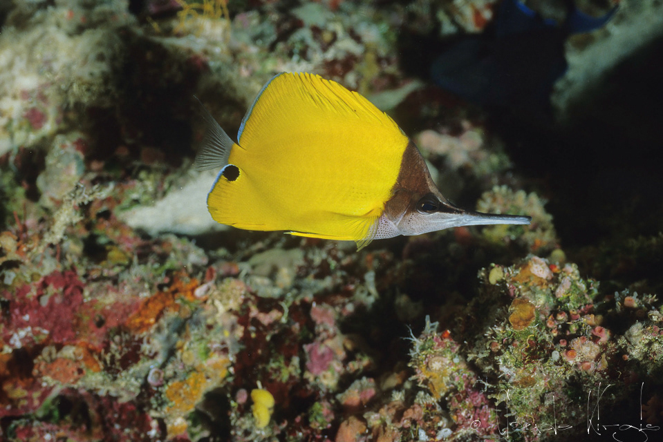 Poisson-papillon à trés long nez (Forcipiger longirostris)