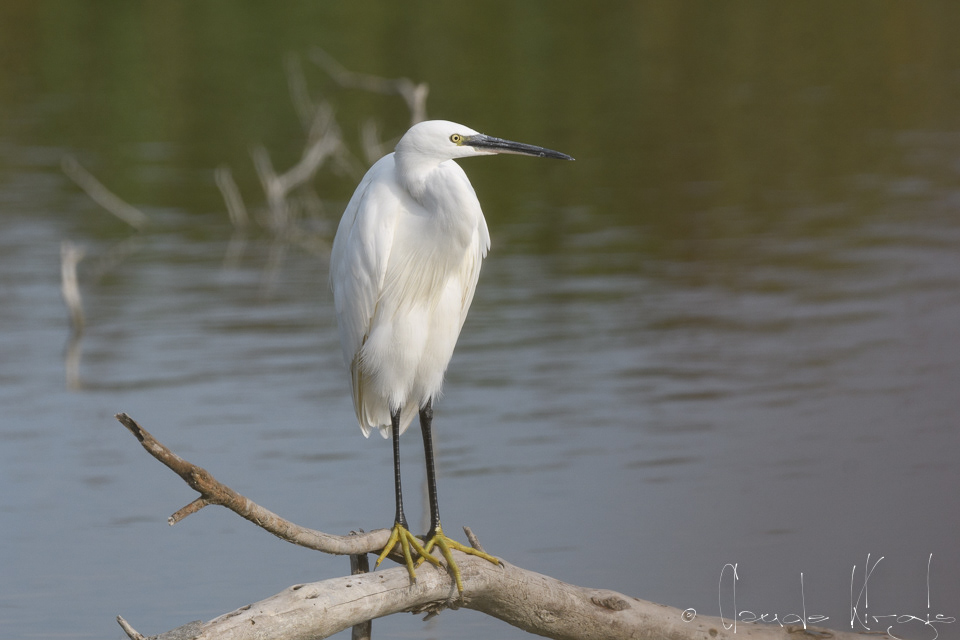Aigrette garzette (Egretta garzetta)